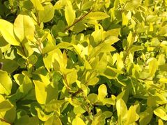 iphone_upload_pic-高东镇樱花园