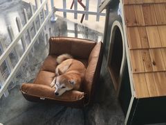 -上海崇明金茂凯悦酒店