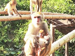 -西双版纳原始森林公园