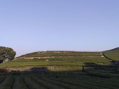 -龙坞茶村