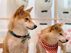 -柴迷FANS CLUB·柴犬狗咖·猫咖