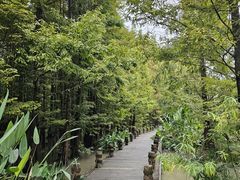 -桤木河湿地公园