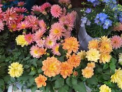 -曲阳花鸟市场(曲阳路店)