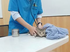 -菲丽丝宠物医院·24小时·猫科中心·免疫点(淮海分院)