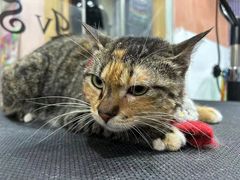 -车接车送·寄养洗护·德文猫舍(大宁店)