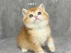 -小猫来了·猫舍(红山六九七九店)