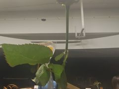 -上海东方艺术中心