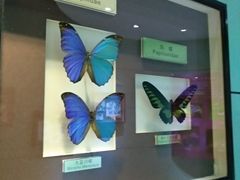 -上海昆虫博物馆