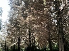 -成都南湖公园