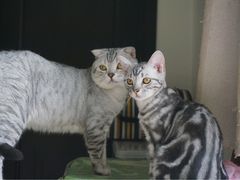 -巧云大馄饨(南阴阳营总店)