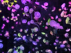 -珠海长隆海洋王国