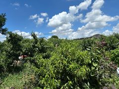 -老袁家蜜桃农场·阳山水蜜桃