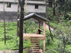 -中国大熊猫保护研究中心雅安碧峰峡基地