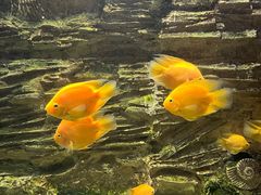 -华夏文旅海洋公园