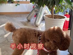 -美联众合动物医院·24h转诊中心