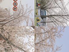 -蜀冈西峰生态公园