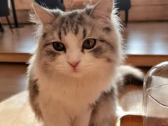 -猫腻·猫咖·撸猫馆(星光大道店)