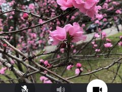 -武汉大学-樱园