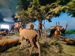 -国家自然博物馆