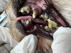 -宠福鑫康馨动物医院·骨科·眼科