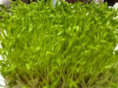 -爱新觉罗福臨火锅馆(万科滑雪场店)