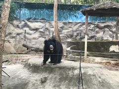 -清迈夜间动物园