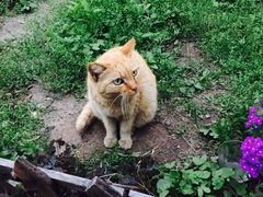 -海边的猫和咖啡馆