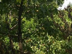 -乌素图国家森林公园