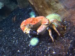 -迪拜水族馆及水下动物园