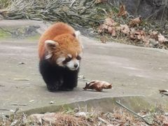 -都江堰中华大熊猫苑