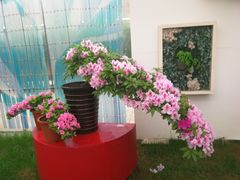 -上海鲜花港