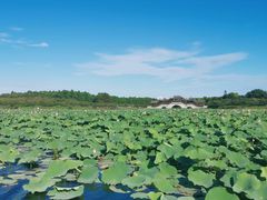 -上海海湾国家森林公园