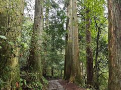 -天目山大树王景区