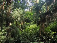 -苍山感通索道