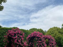 -上海滨江森林公园