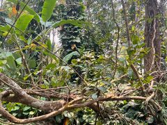 -中国科学院西双版纳热带植物园