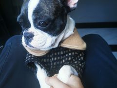 -猫狗日记·自助洗护·宠物寄养·售卖