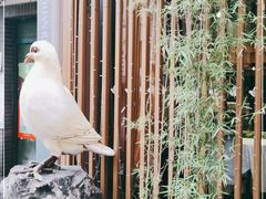 -琬苑鸽庄·川粤融合菜(解放碑总店)