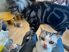 -有喵·猫咖·狗咖·30几只猫10只小狗(岗厦店)