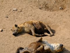 -西霞口神雕山野生动物世界