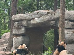 -中国大熊猫保护研究中心雅安碧峰峡基地