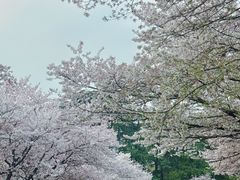 -武汉大学-樱园