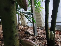 -歌斐颂巧克力小镇