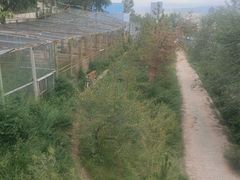 -青藏高原野生动物园
