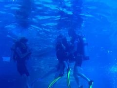 -烟台海昌鲸鲨海洋公园