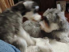 -安安宠医·安烨宠物医院·宠物保险(北仑分院)