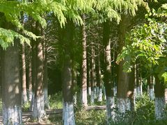 -艾溪湖湿地公园