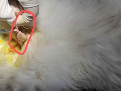 -荔康动物医院(康王北路店)