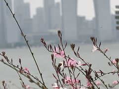 -金鸡湖景区