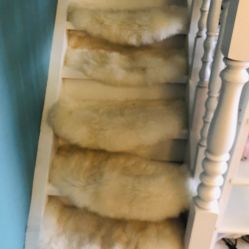 -YOUNGSKIN氧研皮肤管理中心